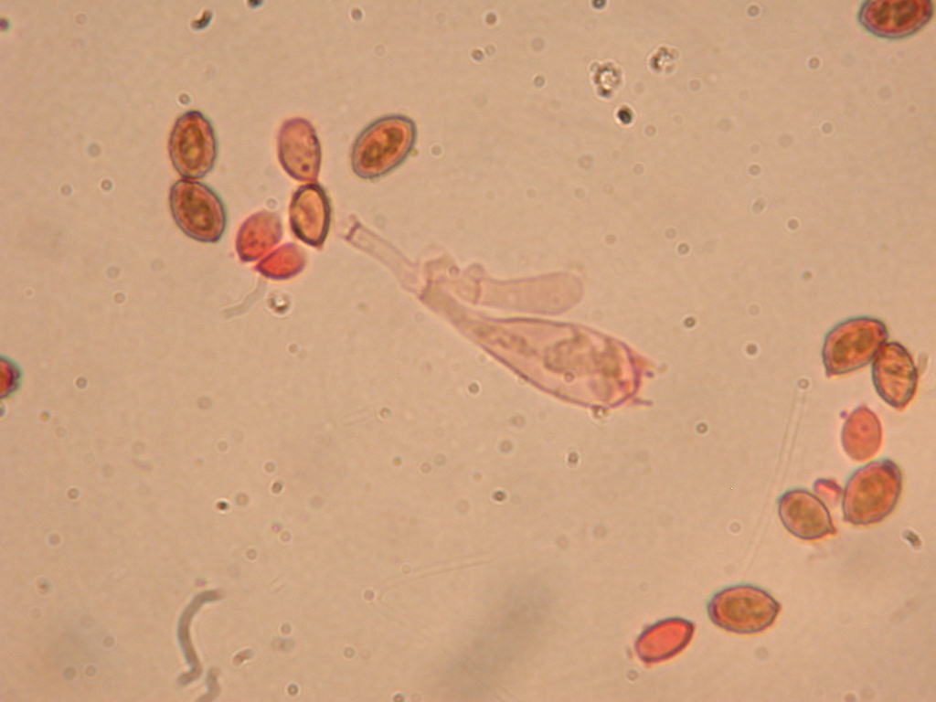 Fungo un p� insolito...